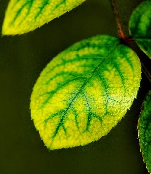 WARNING SIGNS OF MAGNESIUM DEFICIENCY